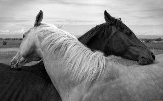 Horses field clouds monochrome naturalism - annie leibovitz free wallpaper