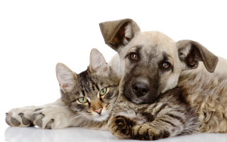 Dog cat white background animal 2 - a white surface free wallpaper