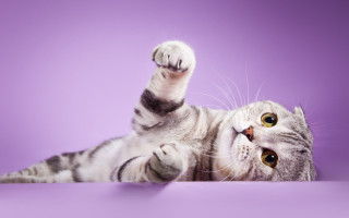 Cat paws up purple gradient - its paw free wallpaper