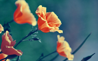 Orange flowers blurry background shallow - a blurry background of them free wallpaper