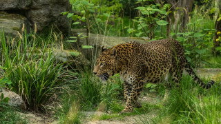 Leopard forest green bush rock - lush free wallpaper