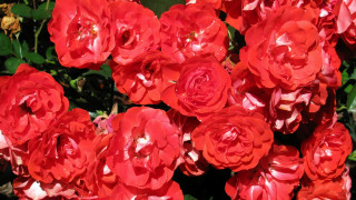 Red flowers green leaves bouquet - the grass together free wallpaper