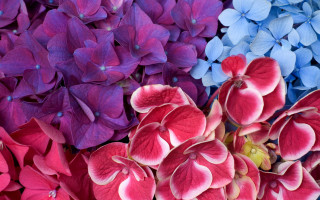 Vivid flower bouquet synchromism acrylic - vivid free wallpaper