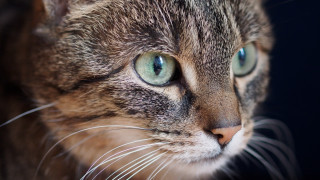 Cat blue eyes closeup shallow - a close up of a cat free wallpaper