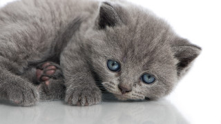 Small gray kitten blue eyes 4 - a white surface free wallpaper