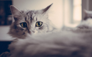 White cat green eyes laying - green eye free wallpaper