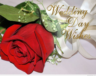 Red rose white ribbon message - processed free wallpaper