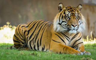 Tiger laying on grass zoo - a tiger free wallpaper