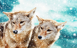 Gray wolves snow night blue - caspar wolf free wallpaper