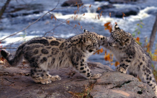 Snow leopards rock river autumn - the rock free wallpaper