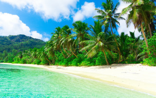 Beach palm trees sand water - clear blue water free wallpaper