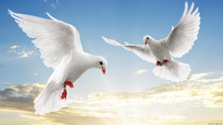 White birds flying sun clouds - the sun behind them free wallpaper
