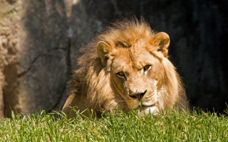 Lion grass rock wall nature - single free wallpaper
