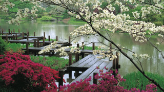 Wooden dock cherry blossoms nature - a wooden dock free wallpaper
