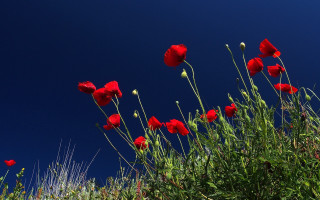 Red flowers grass blue sky - color free wallpaper