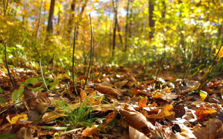Forest floor leaf yellow flower - lot of leaves free wallpaper