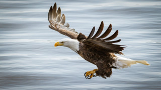 Bald eagle flying over water 3 - over the water free wallpaper