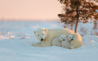 Polar bear cubs snow tree 2 - a polar bear free wallpaper