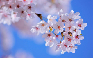 Cherry blossom white flower blue - white flower free wallpaper