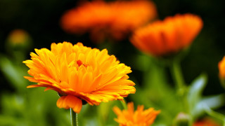 Yellow flower bokeh autumn orange - many free wallpaper