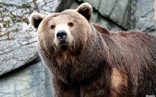 Brown bear rock wall tree - a rock wall behind free wallpaper