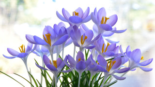 Vase purple flowers table window 4 - a vase free wallpaper