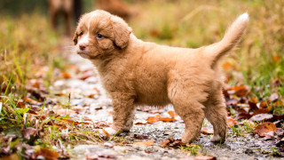 Small brown puppy autumn leaves - leaf and grass free wallpaper