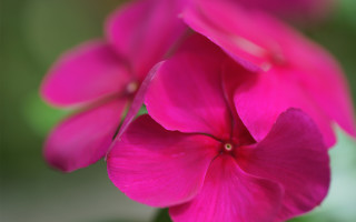 Pink flower green background macro 8 - a green background and a blurry background behind free wallpaper