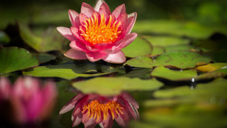 Pink flower water lilies macro 2 - anne rigney free wallpaper