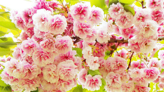 Pink flowers tree branch sunlight 5 - chang daichien free wallpaper