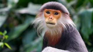 Monkey white orange hair leafy - alex petruk ape free wallpaper