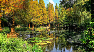 Pond lily pads bridge autumn - impressionist free wallpaper