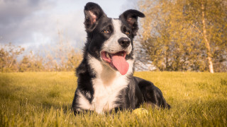 Dog grass tongue out autumn - dof free wallpaper