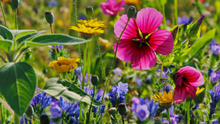 Flower field purple yellow blurry - a field of flowers free wallpaper