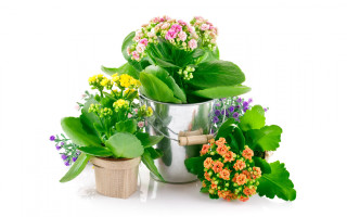 Metal bucket flower planter plant - a planter free wallpaper