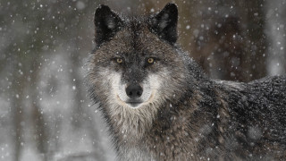 Wolf snow falling nature astronaut - a blurry background of snow free wallpaper