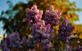 Purple flowers field trees blue - the background free wallpaper