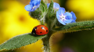 Ladybug greenleaf blueflowers yellowflowers ecologicalart - yellow flower free wallpaper