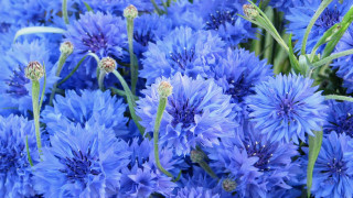 Blue flower field macro nature 2 - the grass together free wallpaper