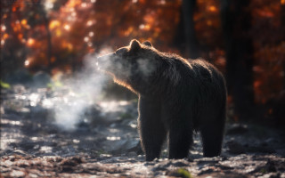 Brown bear forest steam christmas - a brown bear free wallpaper