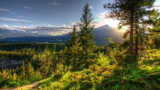 Mountain range trees grass sunbeam - scenic free wallpaper
