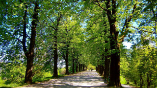 Road trees grass sky bench - impressionist free wallpaper