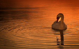 Swan swimming water sunset tranquil - its head above the waters surface free wallpaper