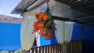 Hanging plant deck curtains blue - carpoforo tencalla free wallpaper