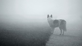 Fog dog astronaut moon stars - its head free wallpaper