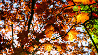 Fall leaves tree autumn orange - the fall season free wallpaper