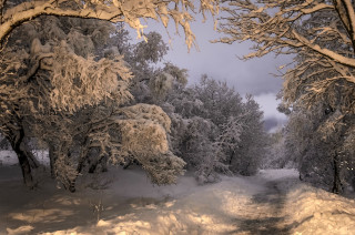 Snowy path forest snowflakes winter - andor basch free wallpaper