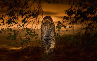 Leopard night field sunset tree - free 3d render wallpaper