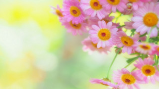Pink flowers yellow centers macro 2 - yellow center free wallpaper