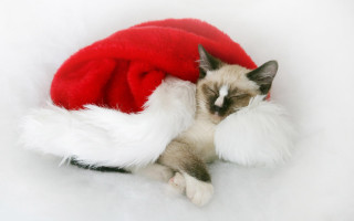 Cat santa hat sleeping pillow - a pillow free wallpaper